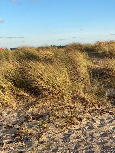 Herbes folles sur une dune